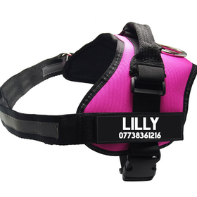 Pet Chest Harness and Dog Leash Supplies