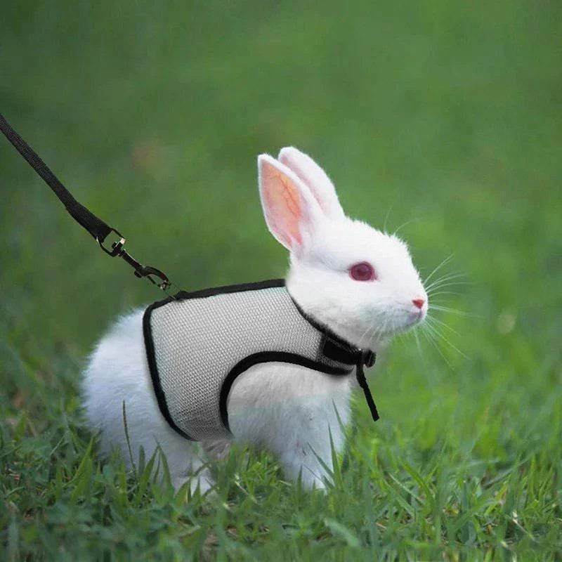 Pet Soft Mesh Vest Leashes Set - Joomcy