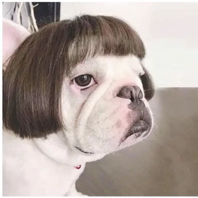 A white french bulldog with a stylish brown bob haircut.