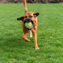 3. **Promotes Physical Activity:** Regular play sessions encourage healthy exercise routines for your dog, contributing to their overall well-being.