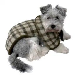 Elevate Your Pet’s Style with Joomcy’s Chic Accessories