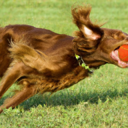Will Your Dog Love a Ball Launcher? Find Out Now!
