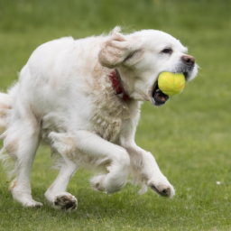 3. **Consider Their Energy Level:** High-energy dogs or breeds that were bred for retrieving (like Retrievers and Spaniels) often thrive with a ball launcher. For low-energy dogs, it may not stimulate enough interest.