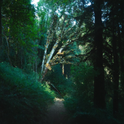 Explore Beginner-Friendly Hiking Trails with Joomcy Gear