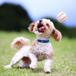 Discover Bluetooth Smart Dog Ball Launchers Today! **Shop at Joomcy**