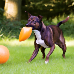 1. **Endless Fun for Your Dog:** Automatic launchers can throw balls at varying distances, keeping your dog entertained and engaged for hours.