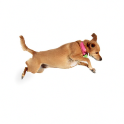 4. **Ideal for Busy Owners:** If you have a hectic schedule, an automatic launcher can provide your dog with the exercise they need while you're busy.