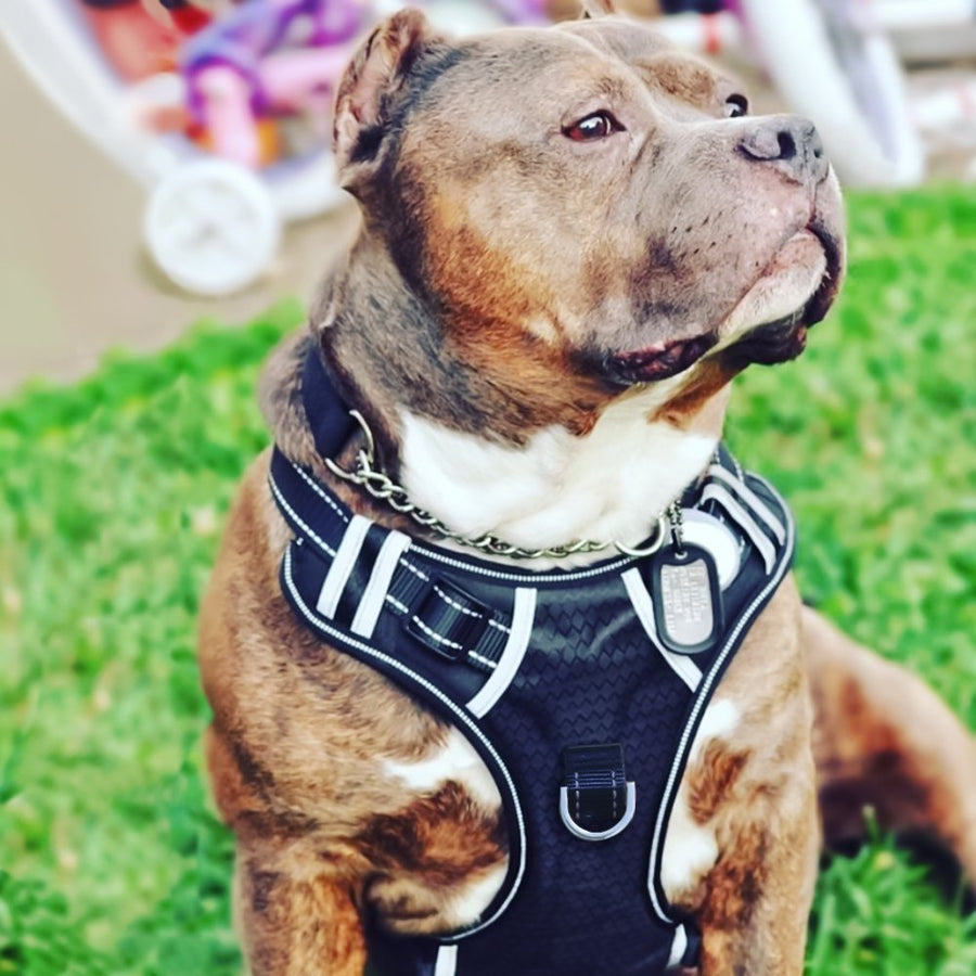 Dog Safety Harness for Large Breeds with Leash