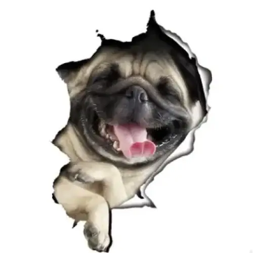 A cheerful fawn-colored pug with a black muzzle and tongue peeking out, appearing to burst through a torn paper effect.