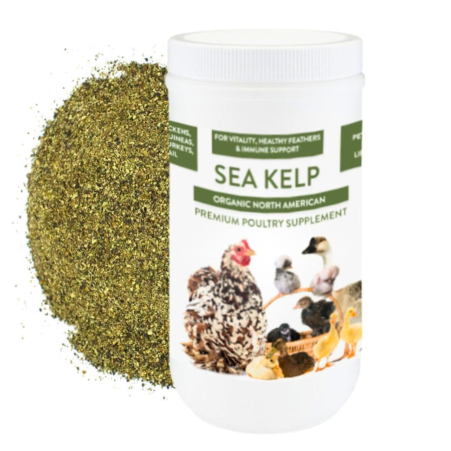 Organic Kelp for Chickens & Duck Feed (1 Pound): Chicken Vitamins | Chicken Supplements | Vitamins for Chickens | Pampered Chicken Mama