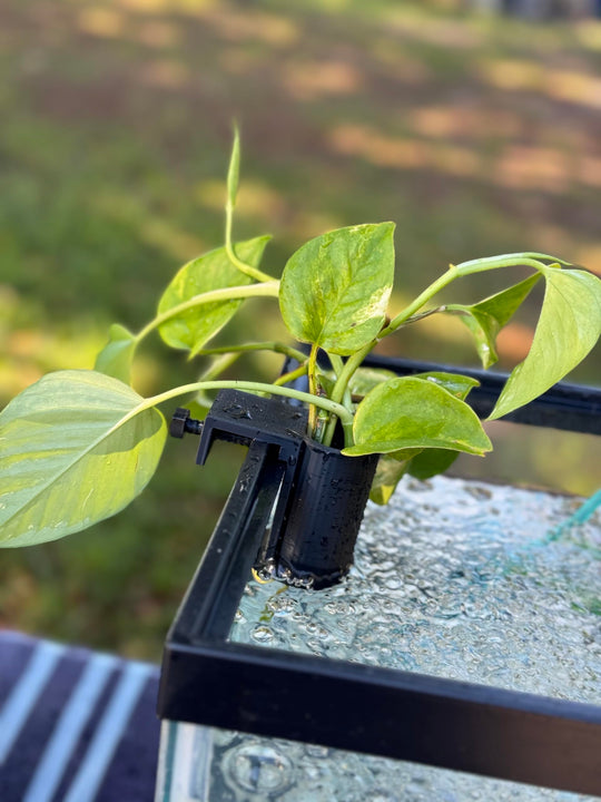 Aquarium Plant Holder for 10-200 Gallon Rimmed Fish Tanks The Tube 3D Printed - Pothos Holder - Stemmed Plant Holder -Aquascaping & Aquarium Tool Holder