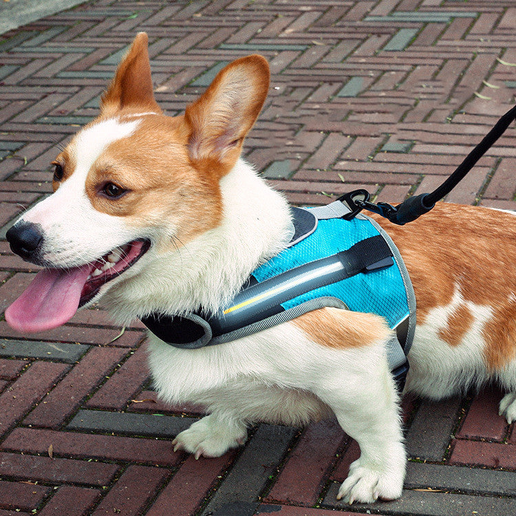 Pet Dog Leash for Walking and Training