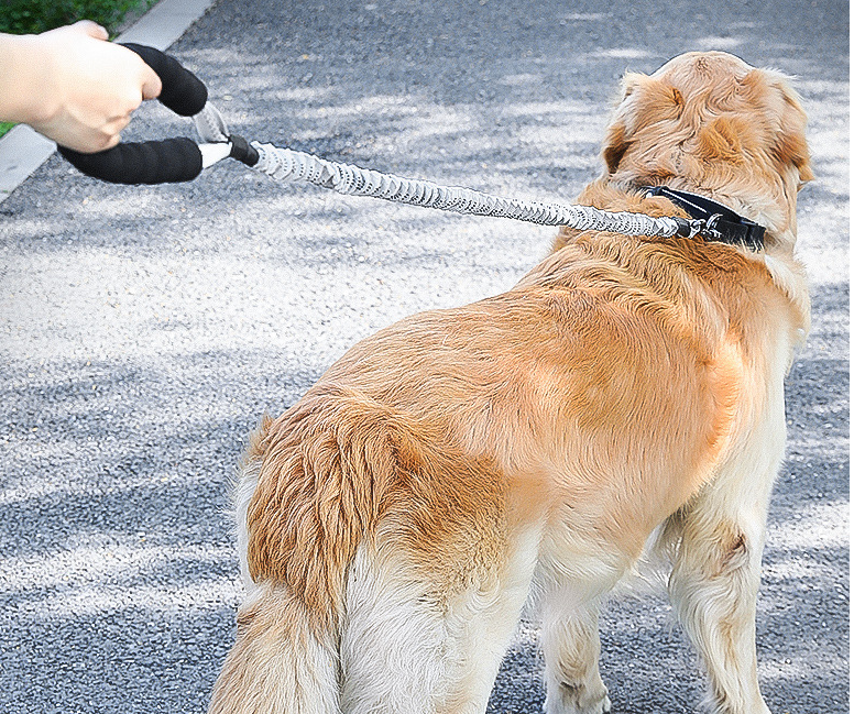 Dog Leash for Walking and Training