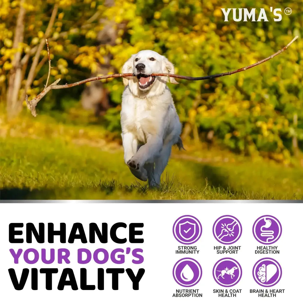A joyful white golden retriever running through a sunlit field, happily carrying a long brown stick in its mouth.