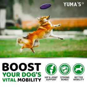 A vibrant purple yuma’s frisbee in mid-air above a leaping orange and white dog.