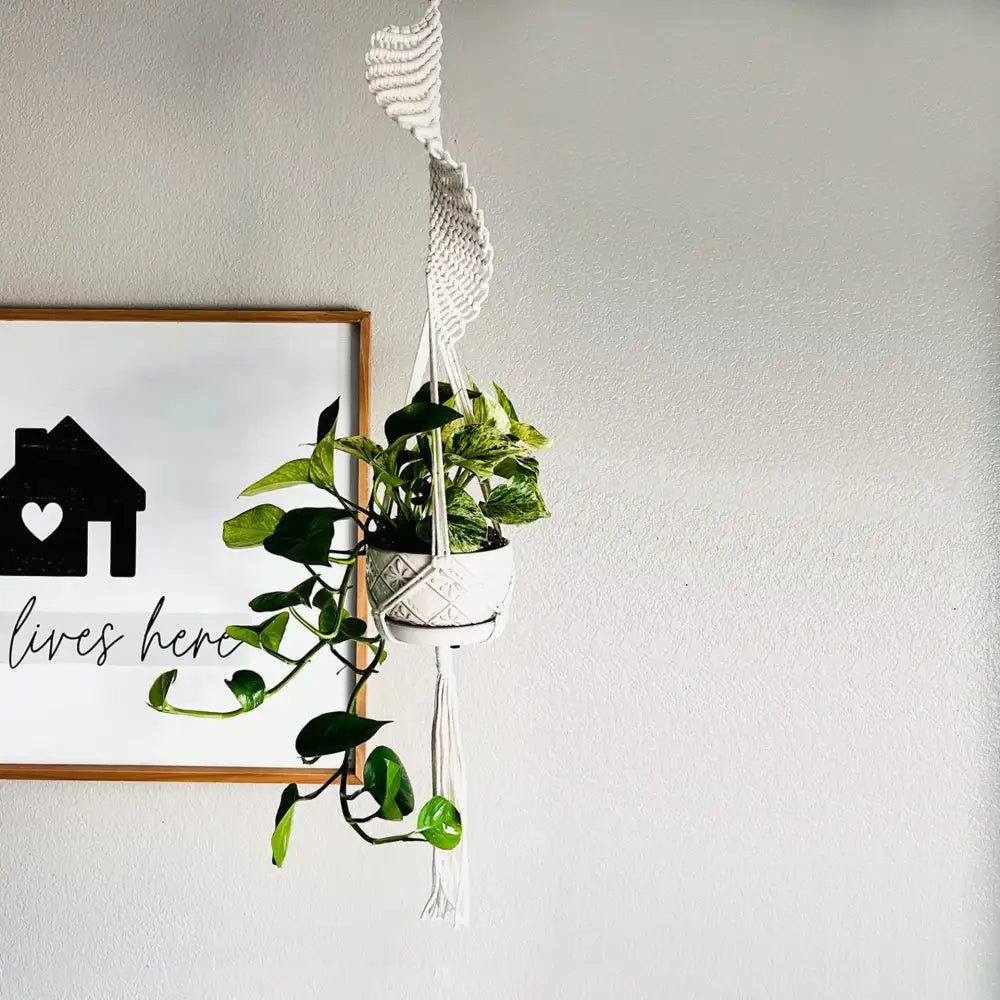 White macrame plant hanger with a woven, textured design holding a potted green vine.