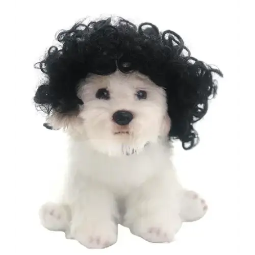 A fluffy white puppy wearing a black curly wig.