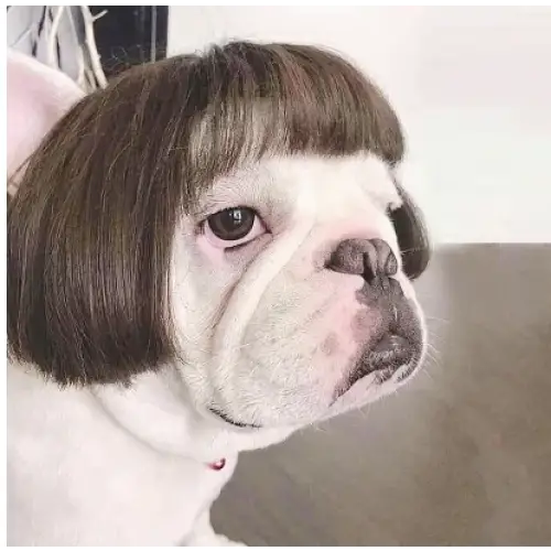 A white french bulldog with a stylish brown bob haircut.