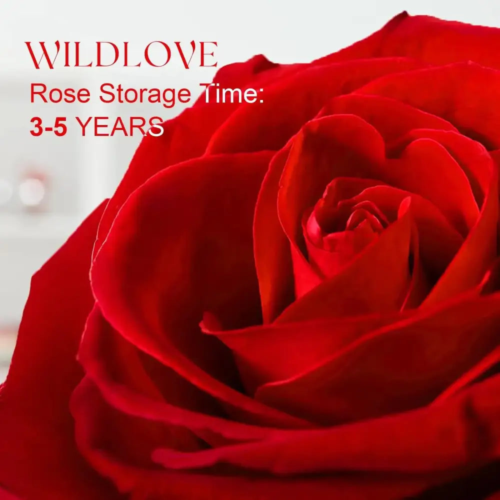 A vibrant red rose with velvety petals and a full, layered bloom.